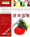 迷你盆栽