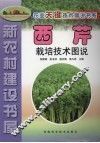西芹栽培技术图说