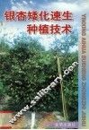 银杏矮化速生种植技术