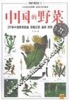 中国的野菜